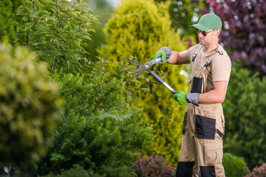Professional landscaper process of shaping the tree